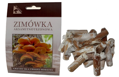 Penízovka sametonohá (Flammulina velutipes) 20 ks - podhoubí na kolících